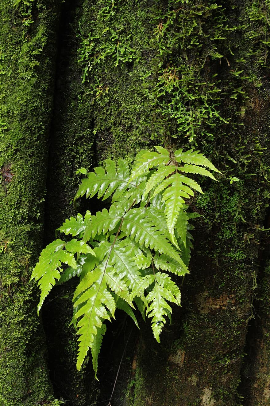 Tectaria, папрат, Букова папрат, природа, листо, растение, гора, зелен цвят, дърво, растеж, едър план