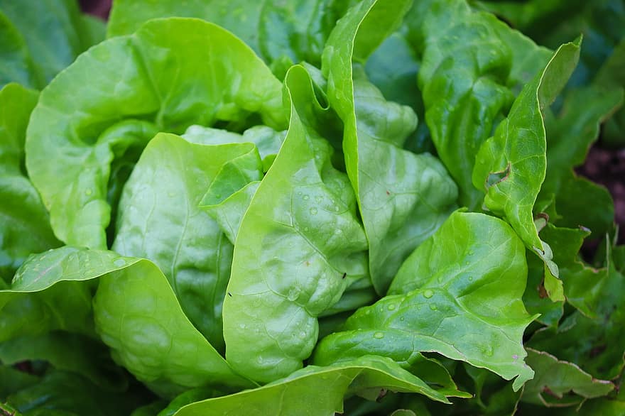 legumes, salada verde, saudável, vitaminas, orgânico, salada, alface