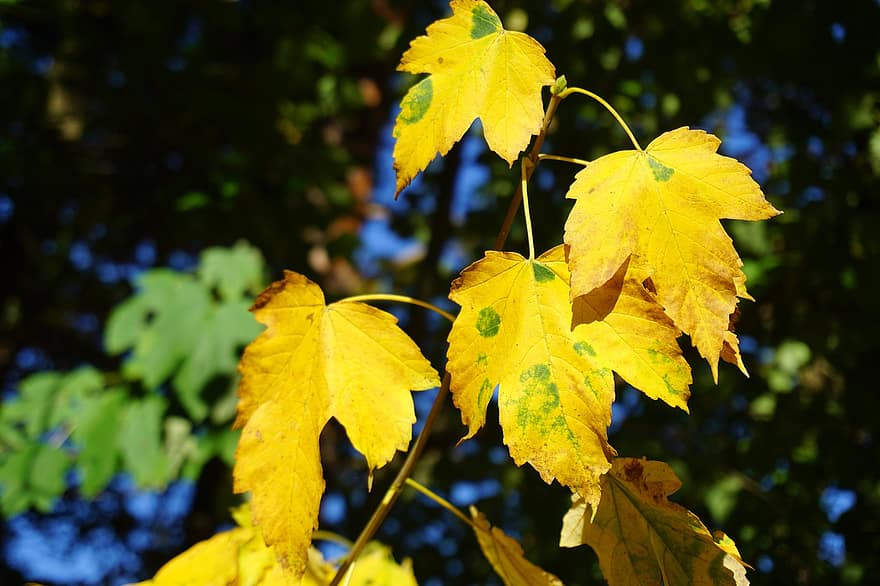 vaahteranlehdet, pudota, vaahtera, lehdet, lehdet syksyllä, keltaiset lehdet, haara, puu, lehtipuu, kasvi, luonto