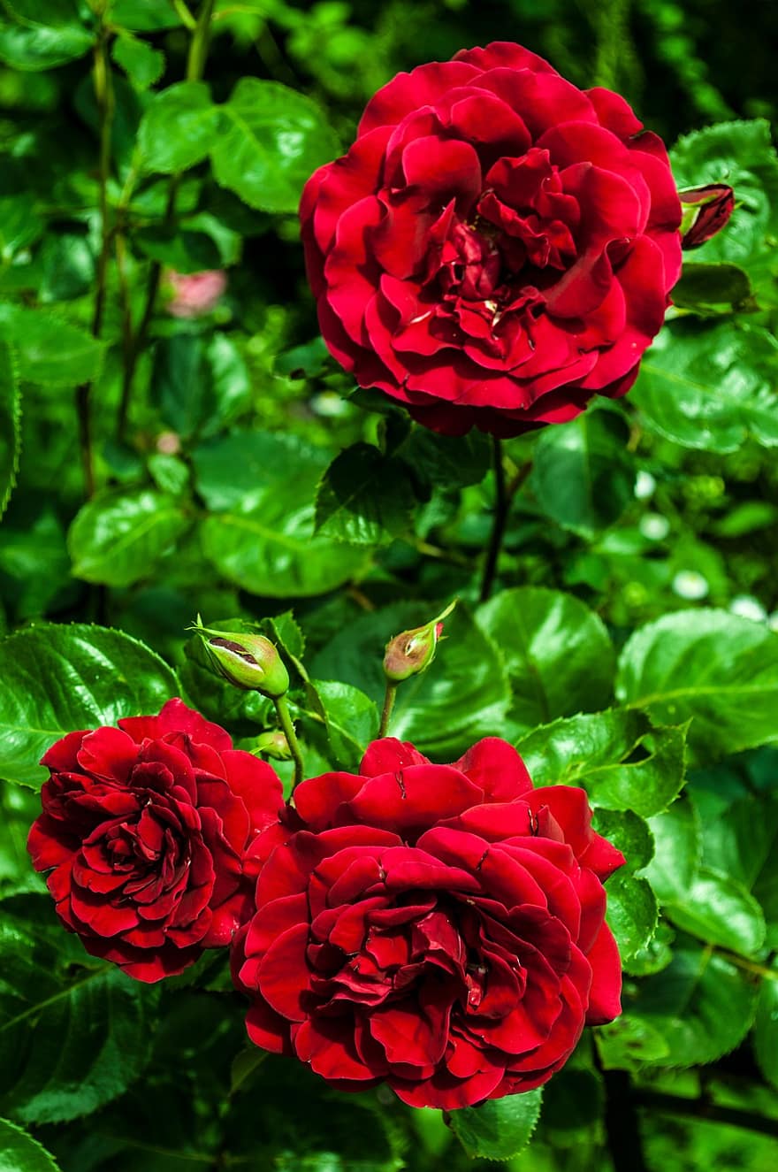 Roses, Garden, Red, Green, Nature, Valentine's Day, Valentine, Romance, Romantic, Love, Gift
