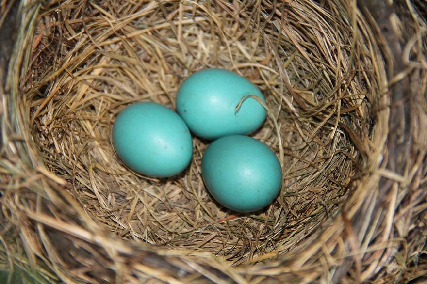 des œufs, robin, nid, bleu, printemps