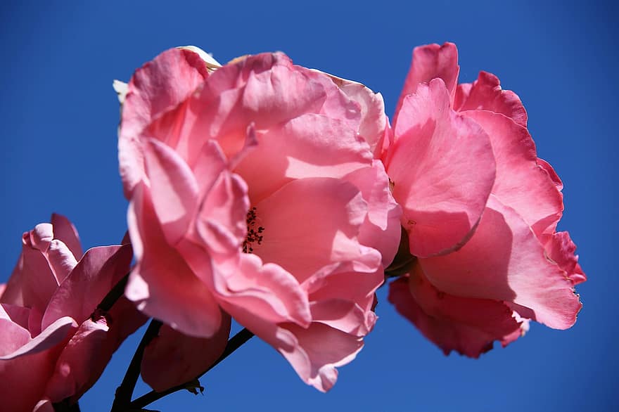 गुलाबी गुलाब के फूल, फूल, प्रस्फुटन, सजावटी, गर्मी, नीला आकाश, प्रकृति