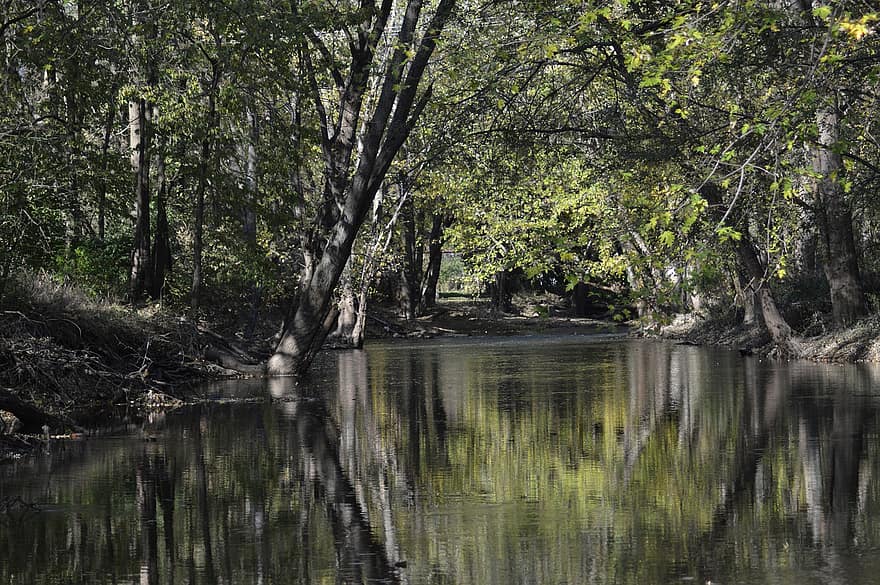 Stream, River, Forest, Creek, Woods, tree, water, landscape, leaf, green color, summer