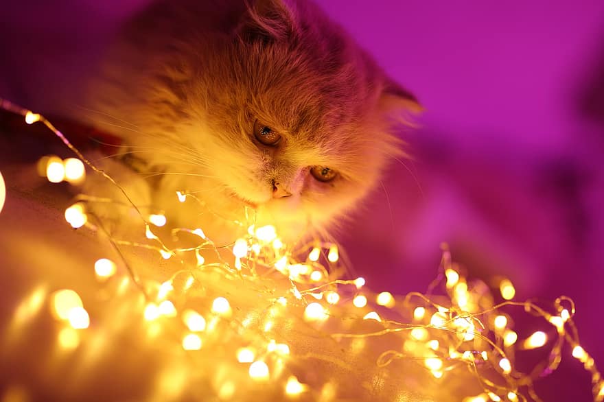 pisică, pisoi, fairy lights, animal de companie, animal, pisica domestica, felin, mamifer, drăguţ, adorabil, lumini