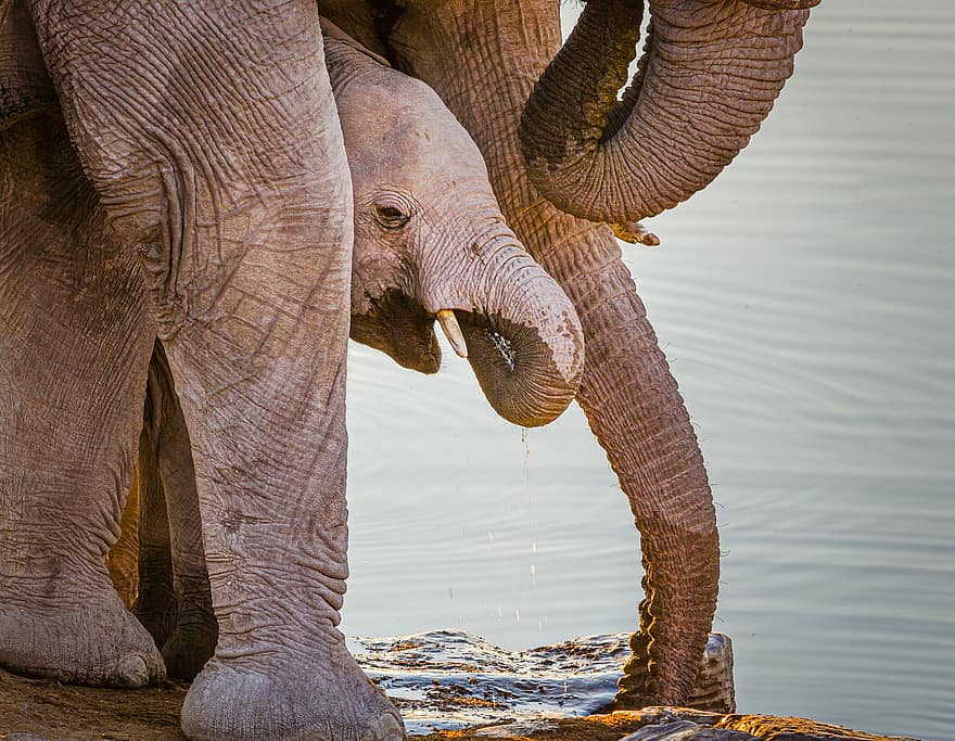 слоны, Телец, река, африканские слоны, слоненок, молодое животное, животные, млекопитающих, толстокожее животное, живая природа, стволы