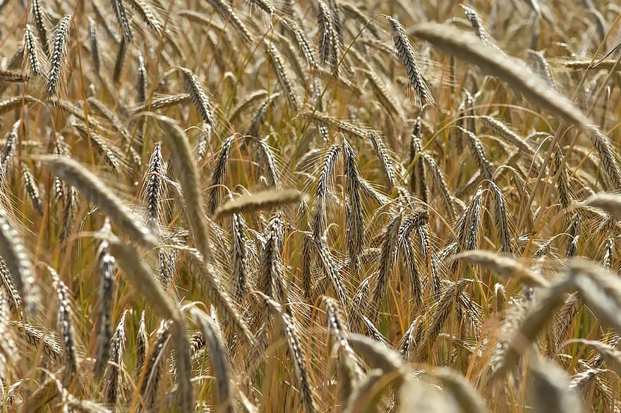 campo, trigo, cebada, Campos de trigo, plantación, agricultura, cultivo, tierra cultivable, cosecha, naturaleza