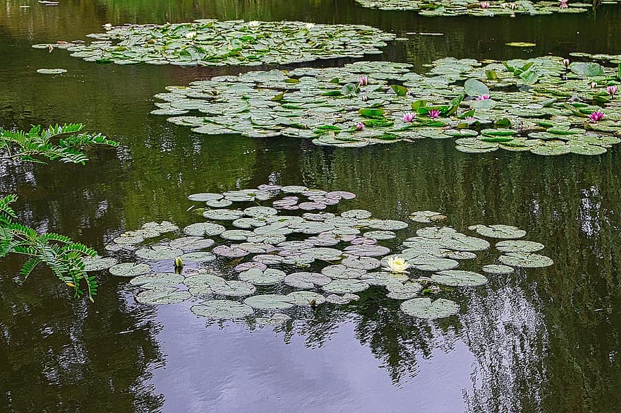 Water Lilies, Pond, Lake, Lotus, Aquatic Plants, Flora, Botanical Garden, Botany