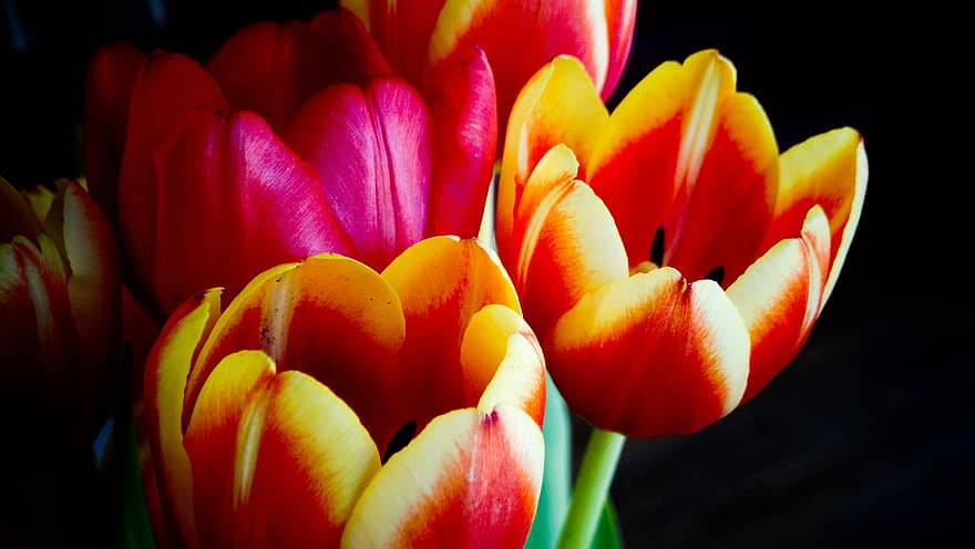 tulipe, fleur, plante, printemps, La Saint Valentin, fleurs de printemps, fête des mères, champ de tulipes