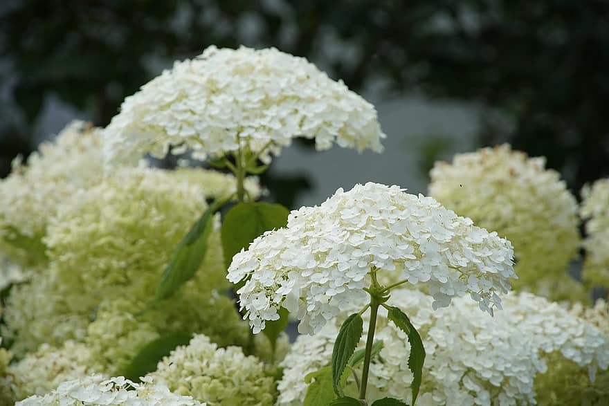 hortensia, bloemen, wit