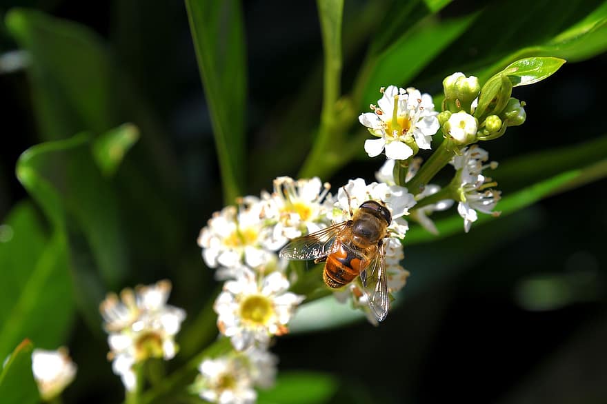蜂、昆虫、ミツバチ、フラワーズ、蜜、花粉、受粉する、受粉、自然