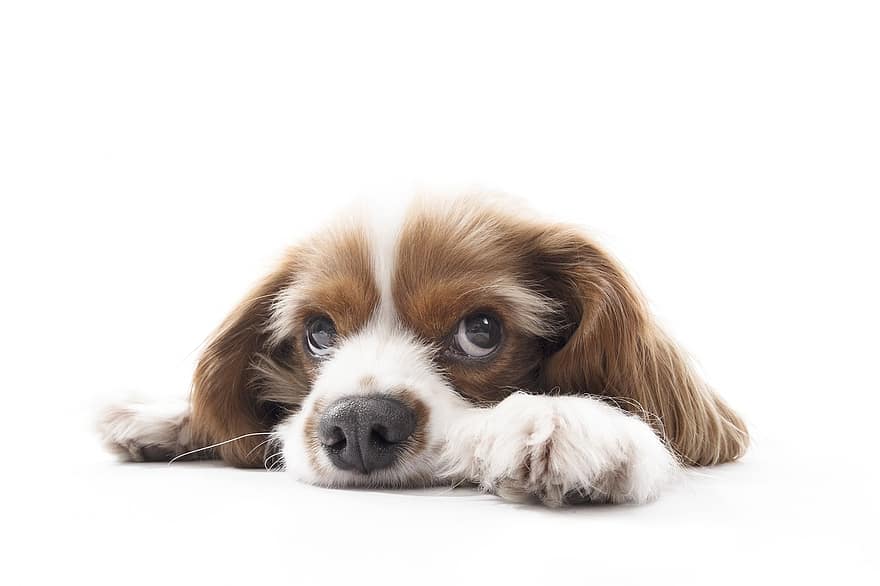 Cavalier King Charles Spaniel, Dog, Puppy, Pet, Animal, Young Dog, Domestic Dog, Canine, Mammal, Cute, Adorable