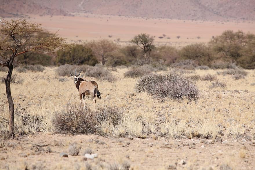 oryx, kijang, safari, hewan, margasatwa, mamalia, gurun, alam, Afrika