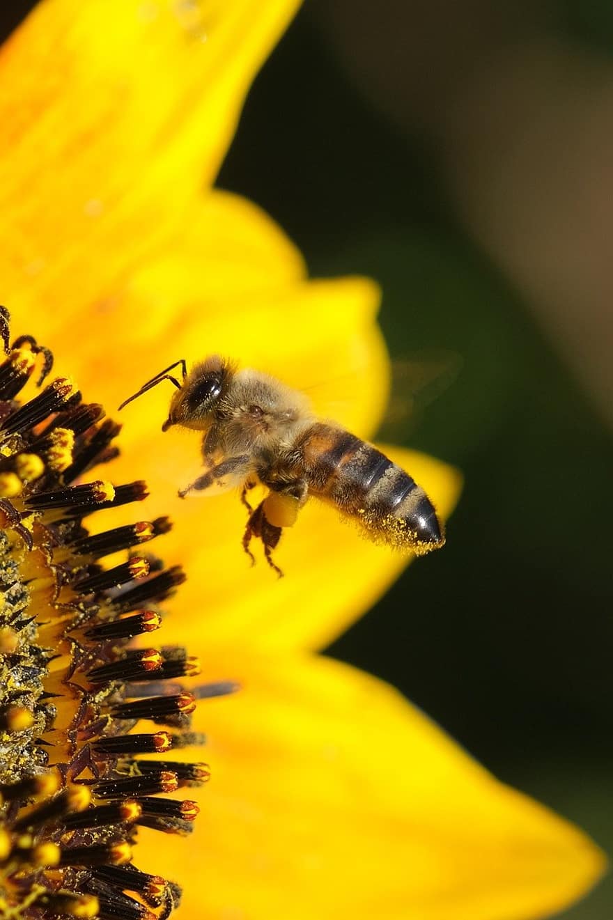 Bie, solsikke, pollinering, makro, gul, insekt, nærbilde, blomst, pollen, anlegg, honning