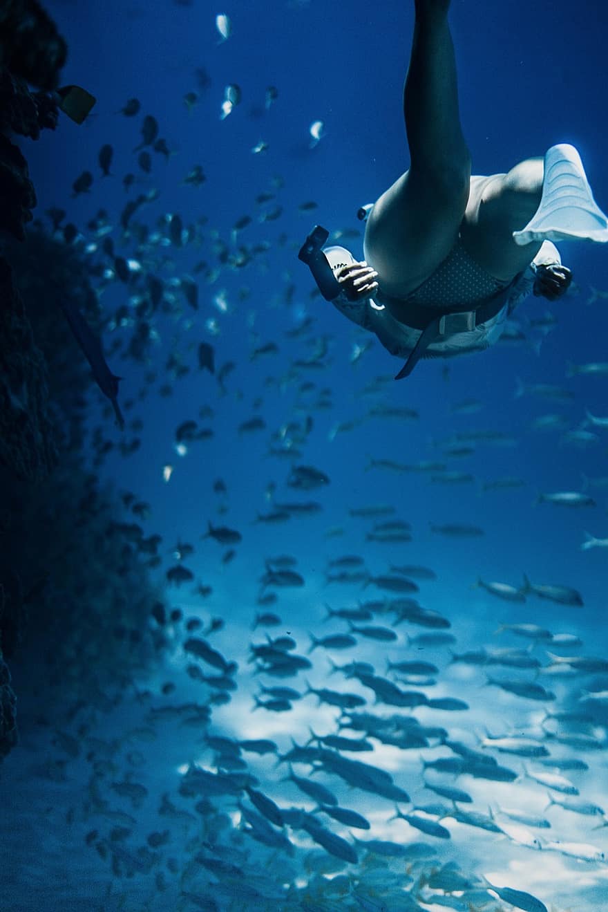 embaixo da agua, mar, oceano, agua, peixe, Tubarão, golfinho, azul, animal, mergulho, natação