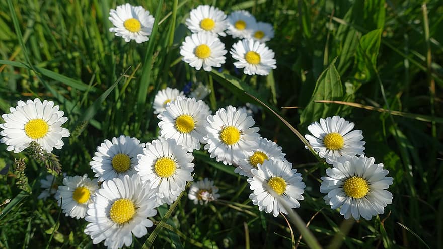 Daisy, Spring, Flora, Flower, Sunlight, Evening Sun, summer, grass, green color, meadow, plant
