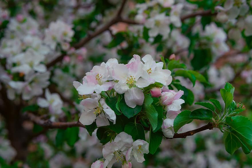 りんごの花、フラワーズ、ブランチ、花びら、白い花、咲く、花、リンゴの木、春、自然、葉
