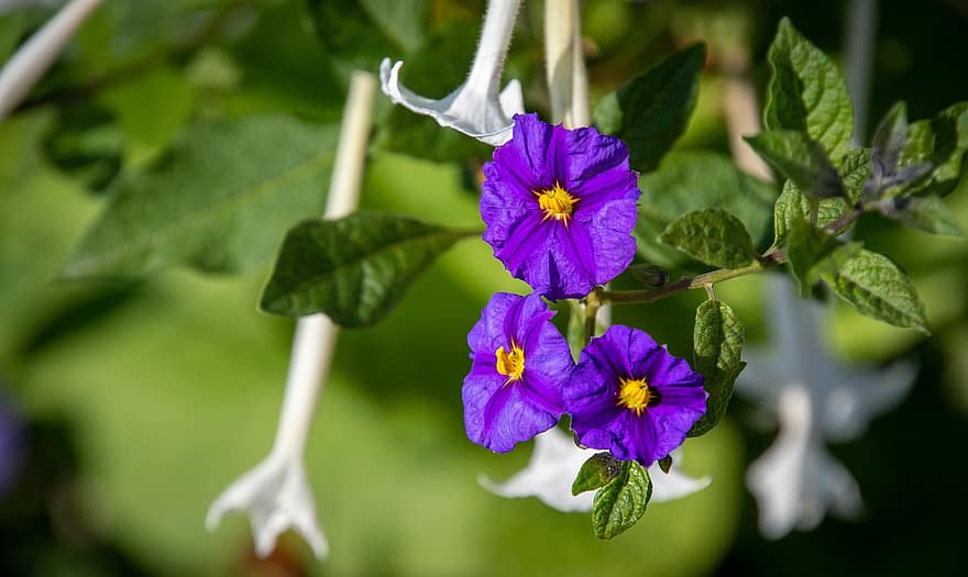 μοβ λουλούδια, Μπλε πατάτα Μπους, Παραγουάη Nightshade, lycianthes rantonnetii, φόντο λουλουδιών, λουλούδι ταπετσαρία, κήπος, φυτό, φύλλο, γκρο πλαν, λουλούδι