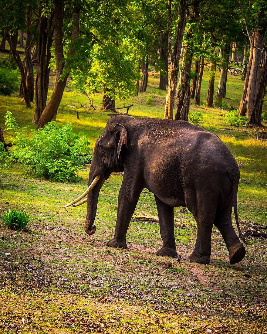 gajah, hewan, margasatwa, binatang yg berkulit tebal, mamalia, hutan, alam, binatang di alam liar, bagasi binatang, hewan safari, hutan hujan tropis