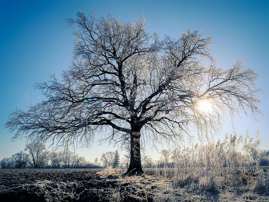 дърво, зима, природа, слънце, сняг, студ, скреж, голи дървета, клонове, сезон, клон