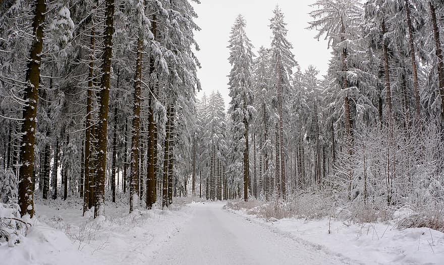 зима, сніг, ліс, дерева, холодний, зимовий, сніговий пейзаж