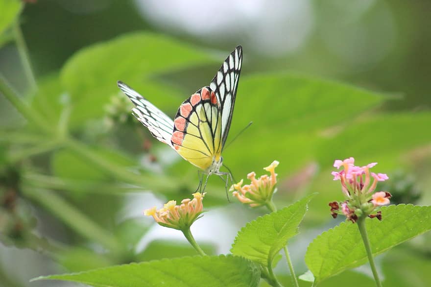 나비, 꽃들, 수분, 곤충, 날개 달린 곤충, 나비 날개, 꽃, 플로라, 동물 상, 자연