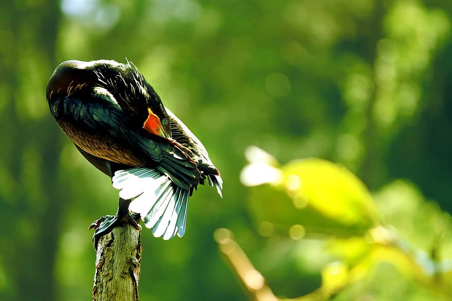 นกกับธรรมชาติ, นก, พื้นหลังนก, พื้นหลัง, ธรรมชาติ, สีดำ, นกสีดำ, สวย, ป่า, สัตว์, สีเขียว