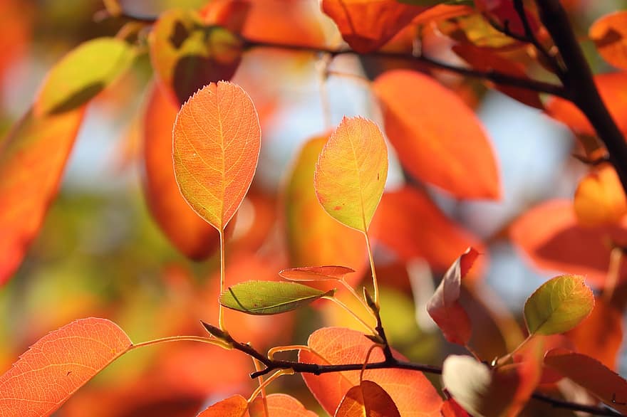 jatuh dedaunan, warna musim gugur, Daun-daun, dedaunan, pohon berganti daun, daun jatuh, cabang, dedaunan musim gugur
