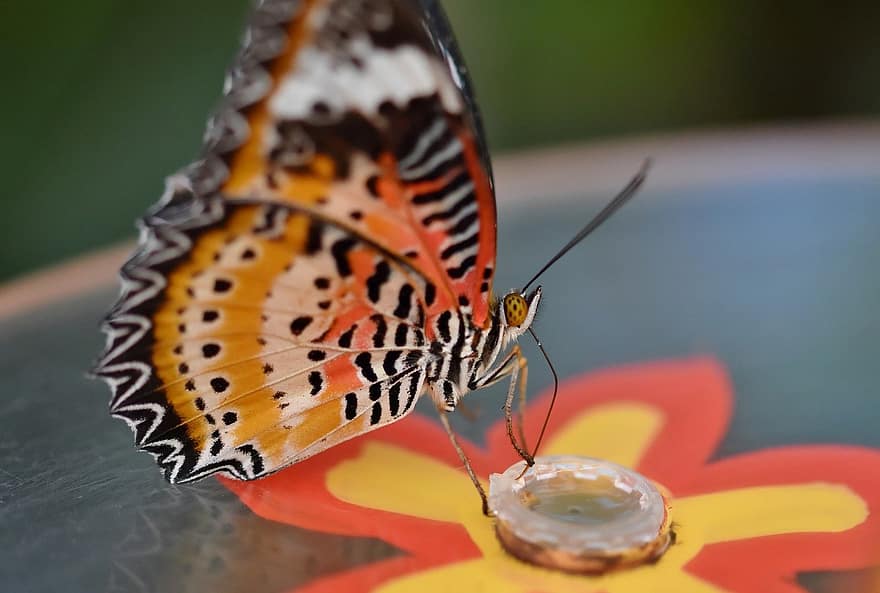 Mariposa Crisopa Roja, mariposa, insecto, alas de mariposa, naturaleza, multi color, de cerca, macro, amarillo, ala animal, lepidópteros
