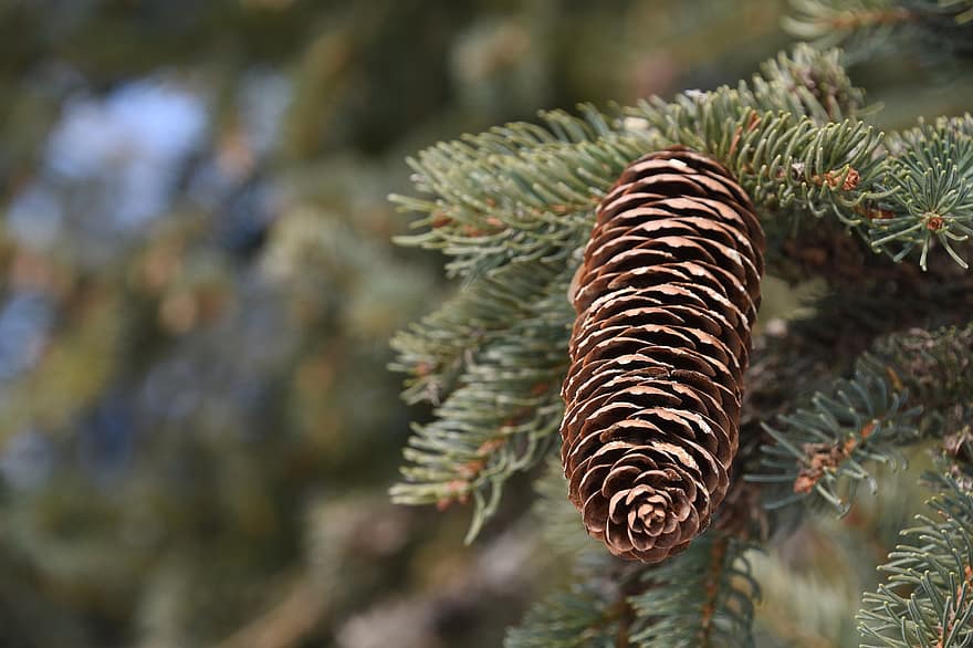 Pine Cone, Pine Tree, Nature, Forest