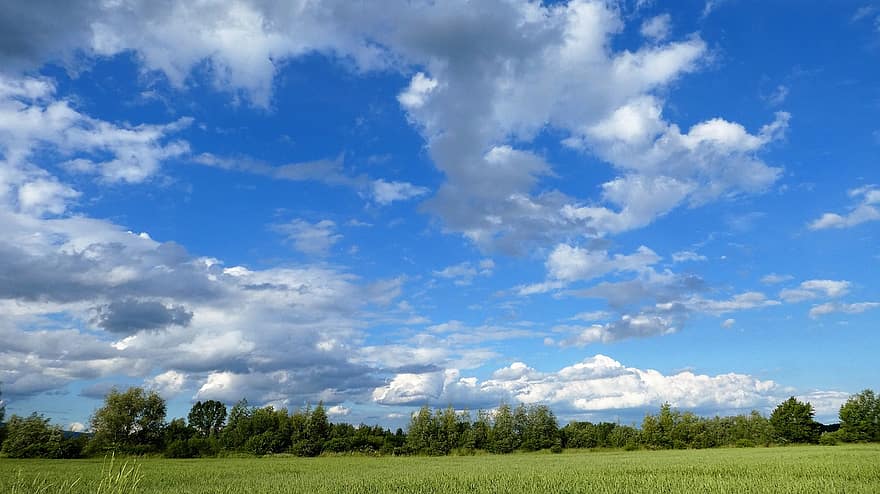 lauke, debesys, kvieciai, medžiai, pobūdį, vasara, mėlyna, kaimo scenoje, pievos, žolė, debesis