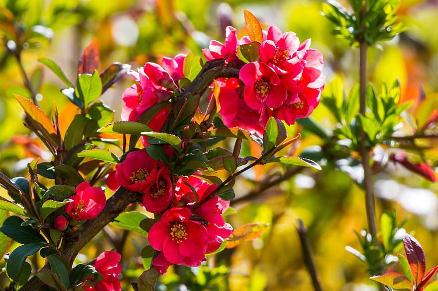 bunga apel, bunga merah, quince cina, musim semi, taman, belukar, bunga, alam, perhiasan, daun, merapatkan