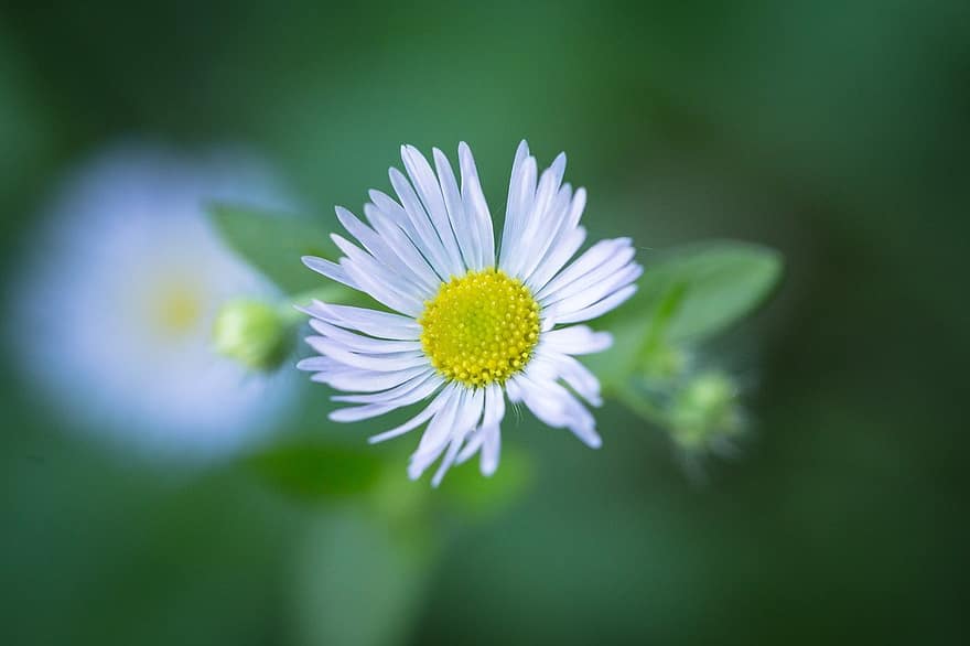 Daisy Fleabane, Blume, Pflanze