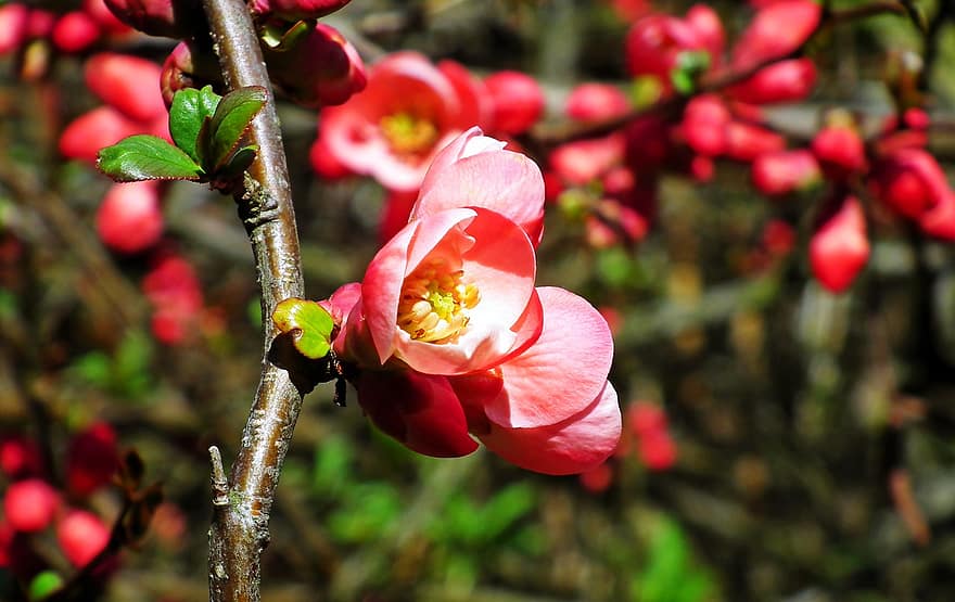 flores de almendro, flores de almendra, Flores rosadas, primavera, las flores, arbusto, jardín, de cerca, planta, hoja, flor