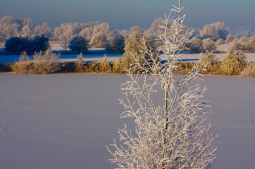 Winter, Trees, Nature, Frost, Outdoors, Frozen, tree, snow, season, landscape, forest