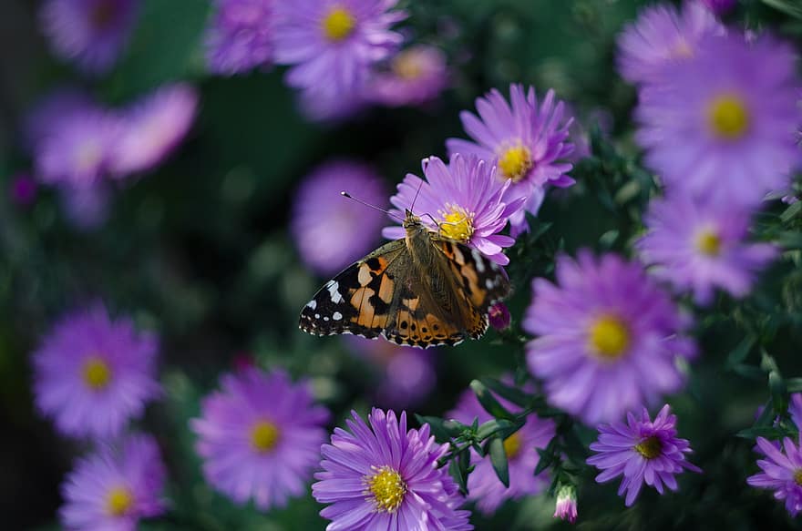 natura, fiori, farfalla, insetto, animale, impollinazione, aster, Daisy europea di Michaelmas, fioritura, fiorire, pianta fiorita