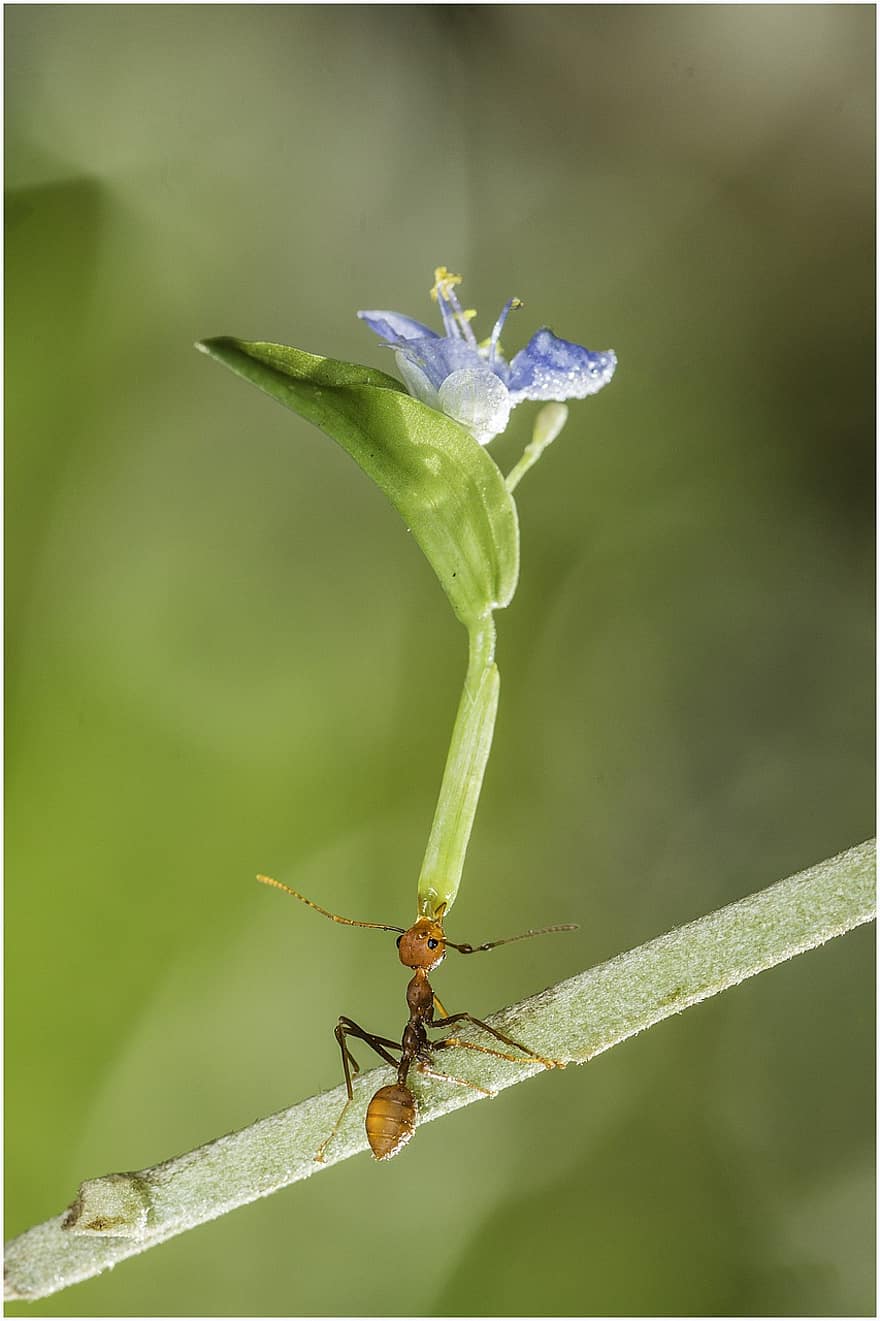 мравка, насекомо, цвете, градина, макро