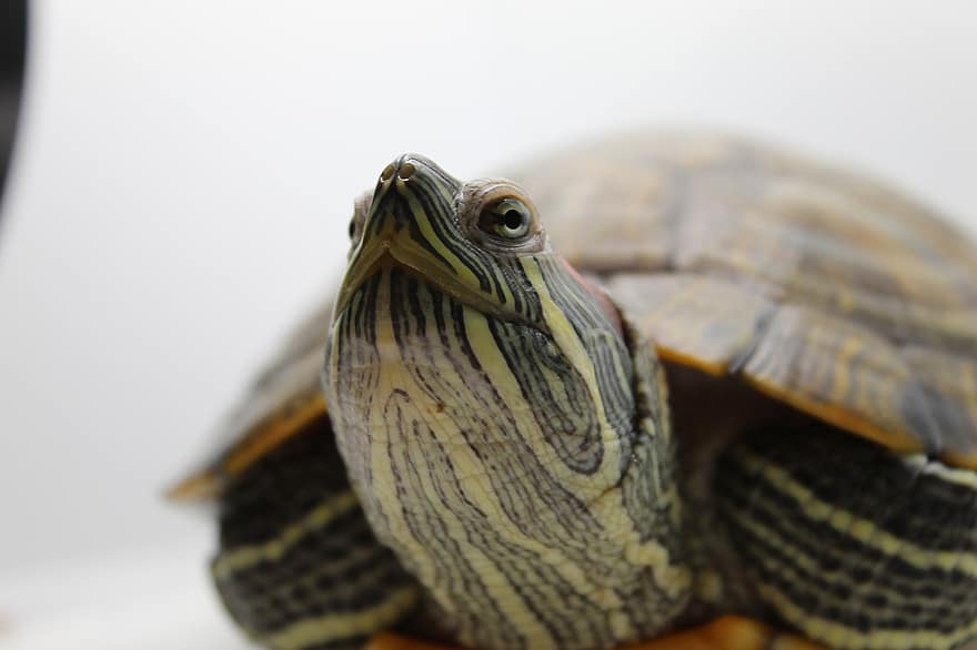 Turtle, Reptile, Animal, Nature, tortoise, slow, close-up, animal shell, pets, animals in the wild, endangered species
