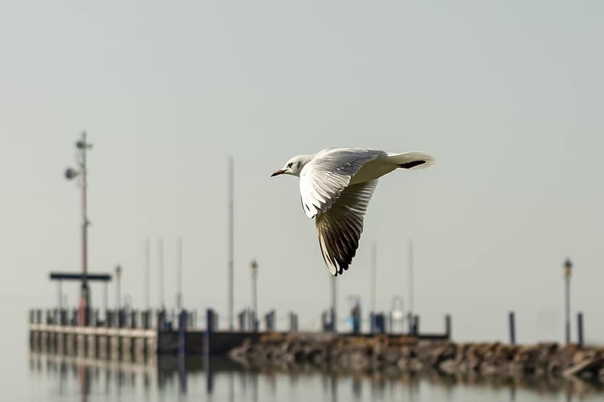 Seagull, Bird, Wings, Flight, Water, Sky, Nature, Flying Bird, Ave, Avian, Ornithology