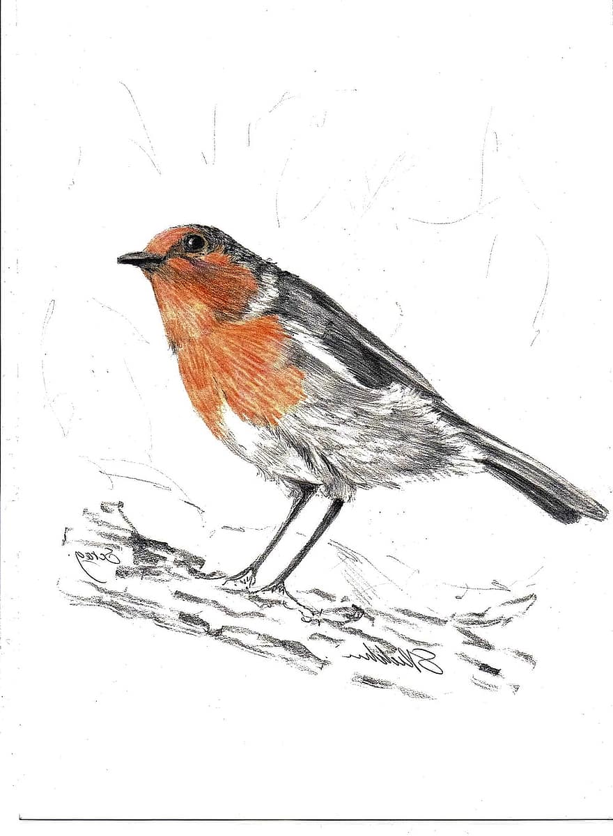 robin, fugl, tegning, akvarel