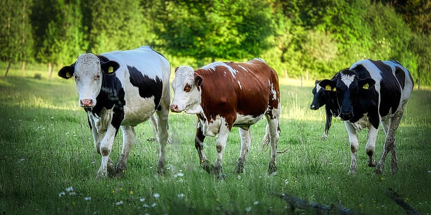 коровы, животноводство, выгон, природа, сельское хозяйство, пейзаж, животные, пасти, корова, трава, луг