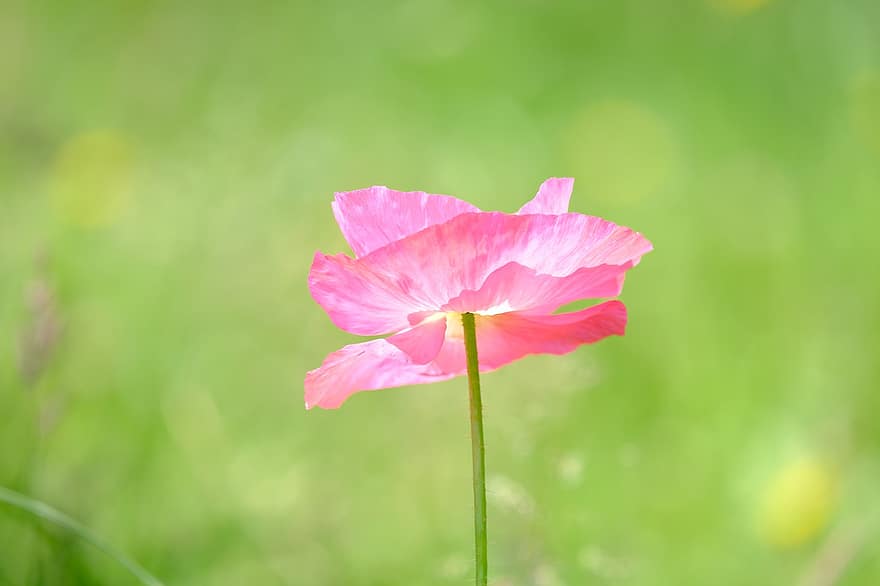 opium, klatschmohn, berwarna merah muda, bunga poppy, mekar, berkembang