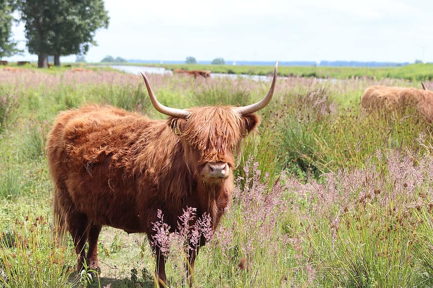 vaca, chifres, mamífero, pele, escocês, selvagem, longhorn, Highland, vegetação