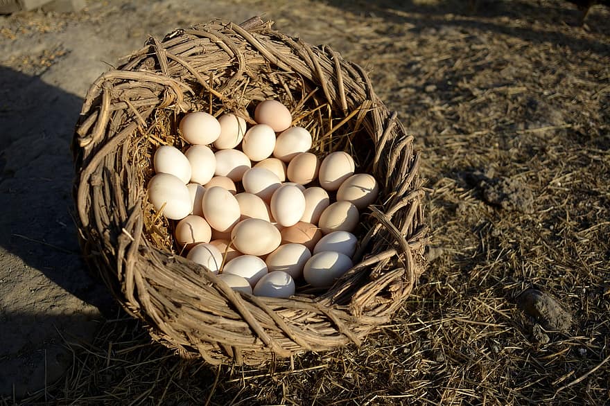 αυγά, οργανικά αυγά, αυγά κοτόπουλου, περιβαλλοντικά συνειδητοποιημένος, αγρόκτημα, αυγό των ζώων, φαγητό, οργανικός, φρεσκάδα, ζωική φωλιά, γκρο πλαν