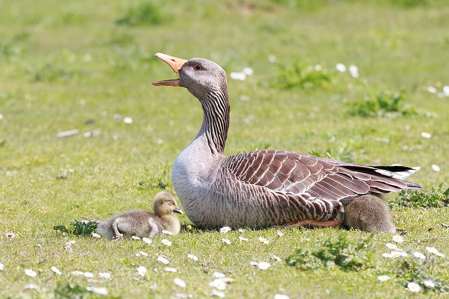 Geese, Goslings, Animals, Greylag Geese, Baby Geese, Birds, Waterfowls, Water Birds, Aquatic Birds, Fauna