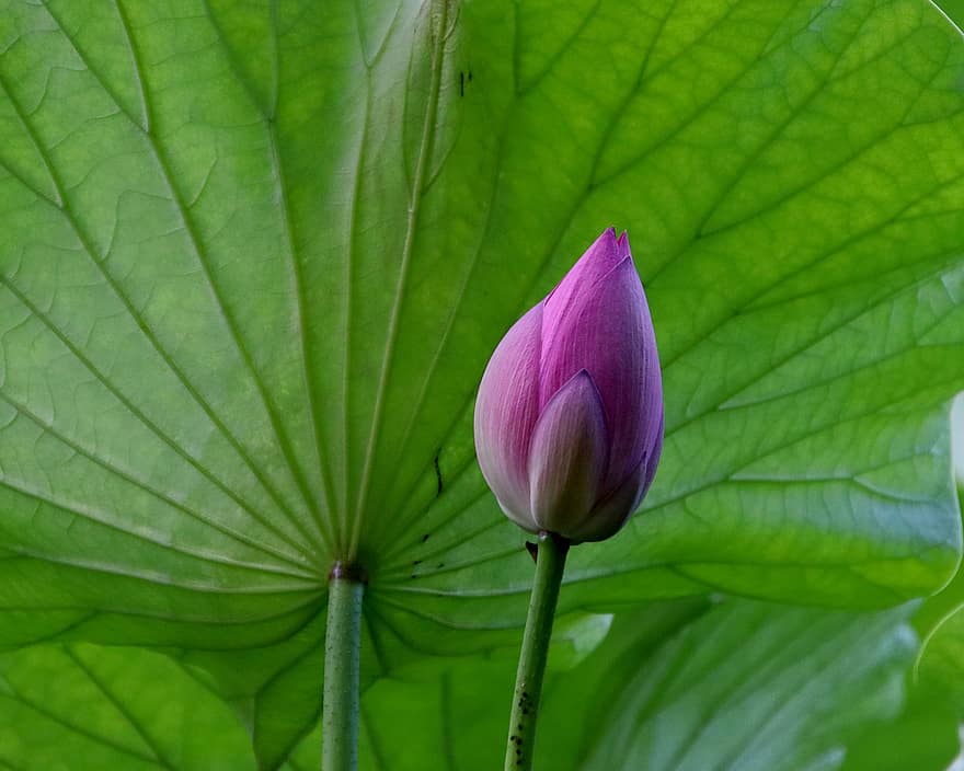 Flower Bud, Lotus, Water Lily, Pink Flower, Aquatic Plant, Nature, Pond, Flower, Blossom, Bloom, Botany