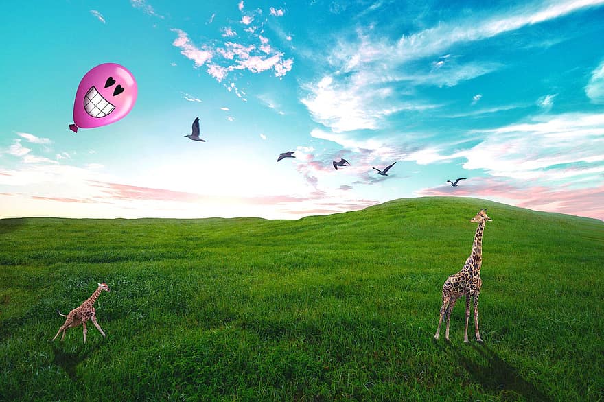 Giraffe, Ballon, Wiese, Feld, Berg, Sonnenaufgang, fliegende Vögel, süß, lustig