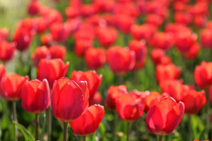 fleurs, tulipe, Floraison, fleur, la nature, croissance, macro, pétales, botanique, plante, jardin
