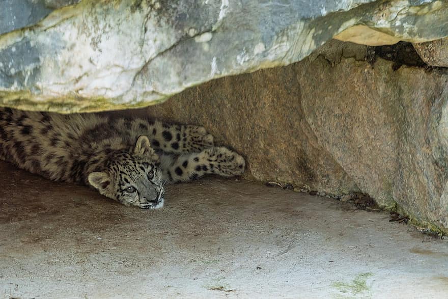 leopardo da neve, filhote, animal, criatura, caverna, animais selvagens