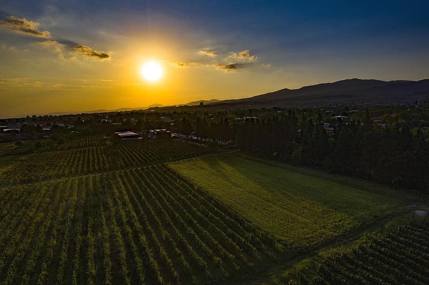 zonsondergang, wijngaarden, farm, panorama, zon, zonlicht, stad-, plantage, wijnstokken, veld-, productie