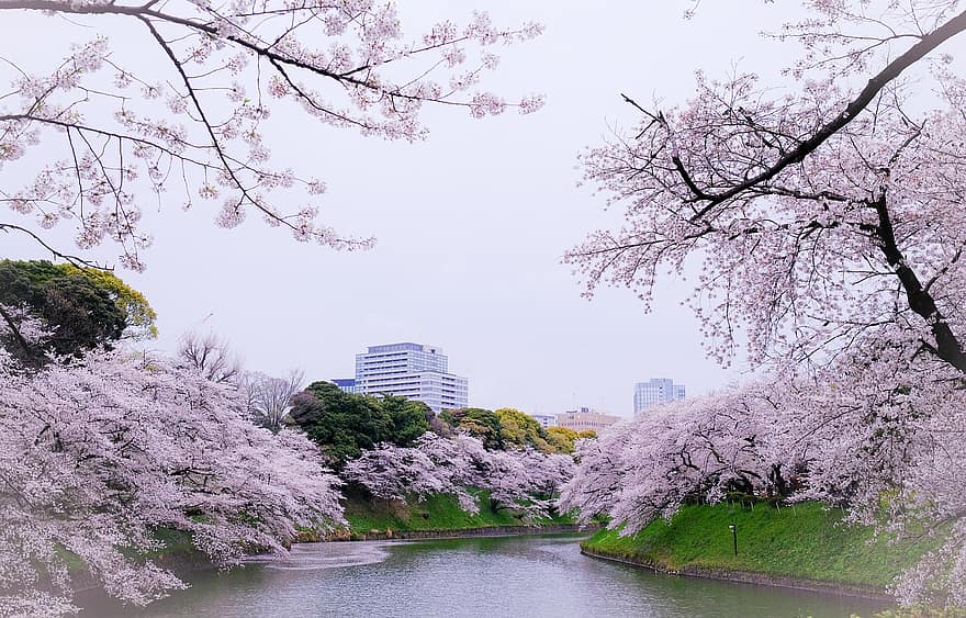 Cherry Blossom, Nature, Spring, Flowers, Season, Garden, Sakura, Trees, flower, springtime, tree